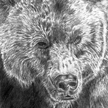drawings